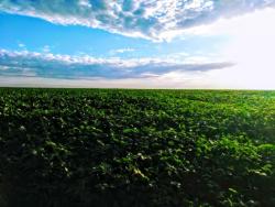 #92 - Fazenda para Venda em Uruçuí - PI - 1