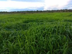 #101 - Fazenda para Venda em Novo Progresso - PA - 2