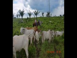 #103 - Fazenda para Venda em Novo Progresso - PA - 3