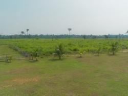 Fazenda para Venda em Trairão - 4