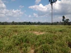 #110 - Fazenda para Venda em Trairão - PA