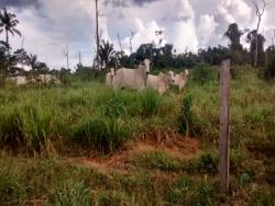 #29 - Fazenda para Venda em Novo Progresso - PA